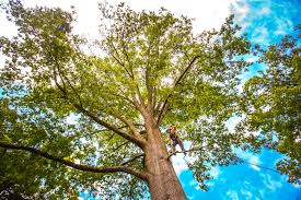 Best Tree and Shrub Care  in Lochbuie, CO