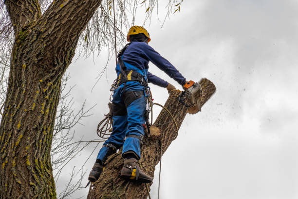 Best Stump Grinding and Removal  in Lochbuie, CO