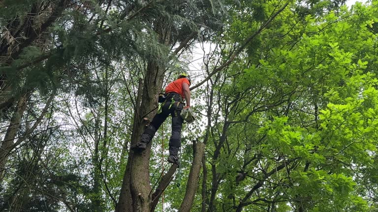 Best Tree Trimming and Pruning  in Lochbuie, CO