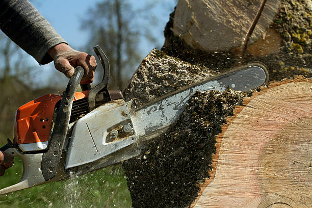 Best Tree Removal  in Lochbuie, CO